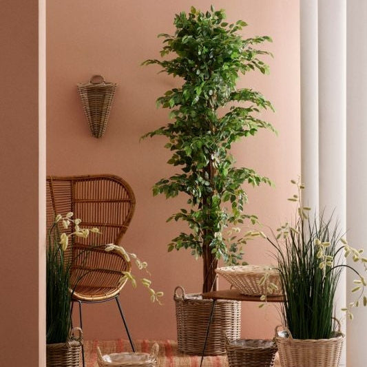 PIANTA FICUS C-VASO 2480FOGLIE H210
