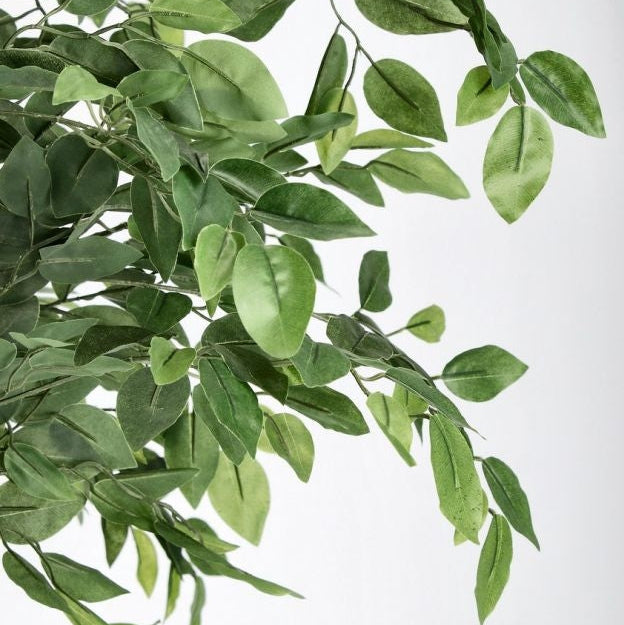 PIANTA FICUS C-VASO 2480FOGLIE H210