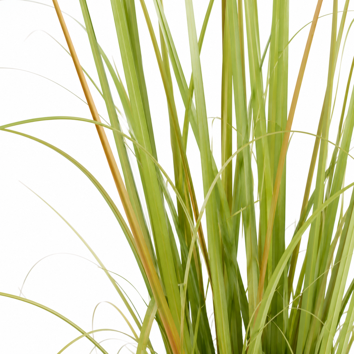 Pianta Pampas Avorio con Vaso H152 cm EDG