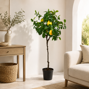 Pianta Artificiale di Limoni Duke con Vaso H 102 cm