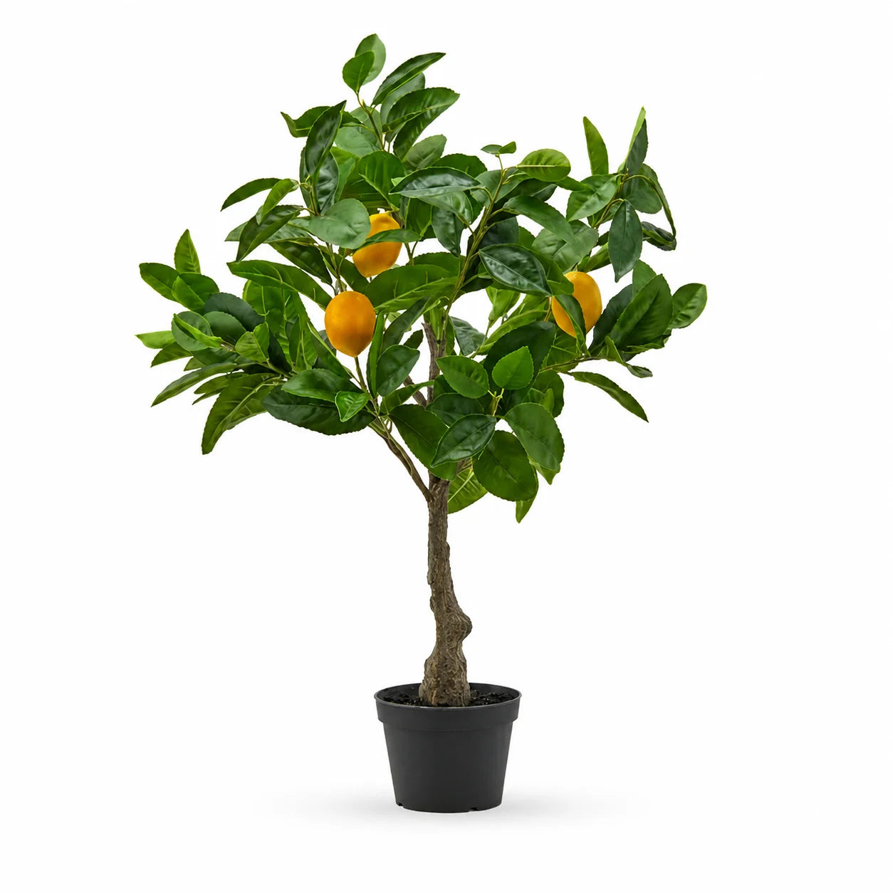 Set Decorativo Limoni con Pianta Limone Bell H70 e Vaso Chakra Limoni
