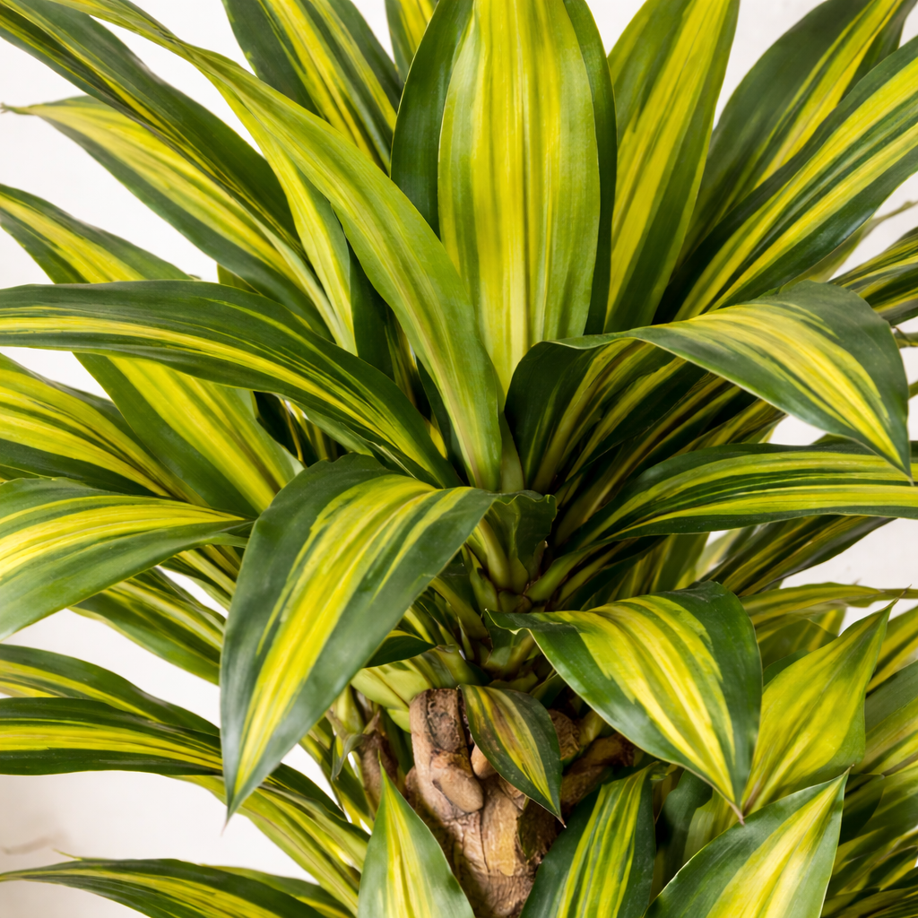 Pianta Dracaena Artificiale 130 cm con Vaso 43 Foglie Decorativo da Interno