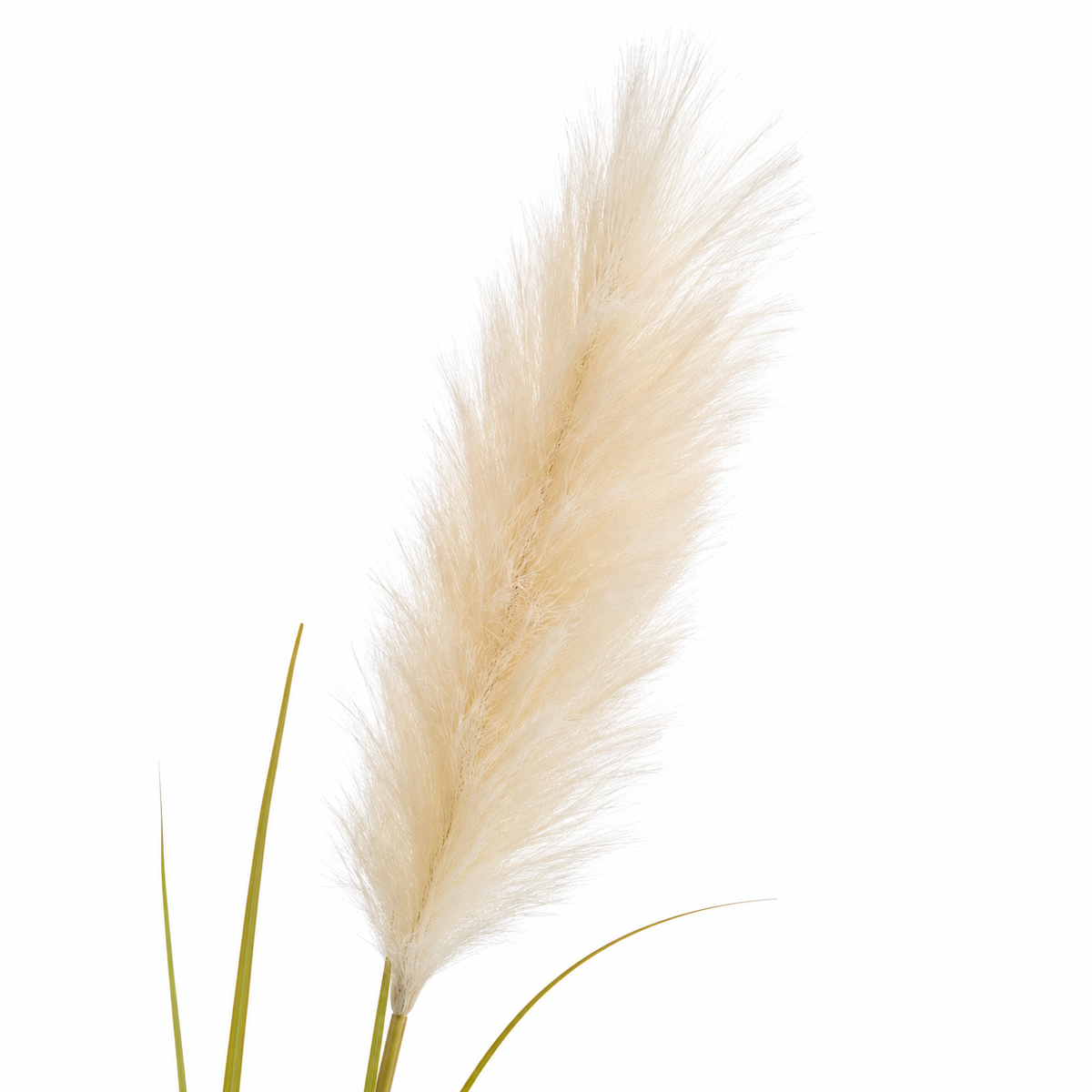 Pianta Pampas Avorio con Vaso H152 cm EDG