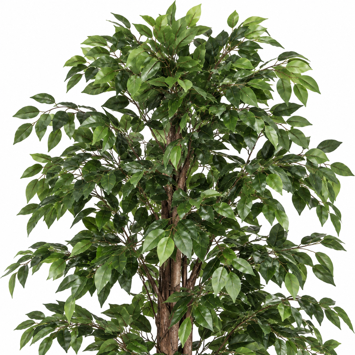 Pianta Ficus Artificiale con Vaso H210 cm 2480 Foglie Decorative