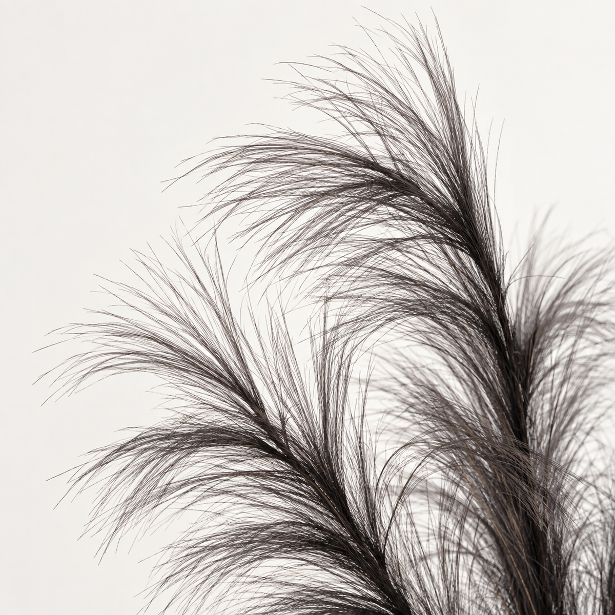 Ramo Pampas Artificiale Nelly Grigio Scuro H100 cm