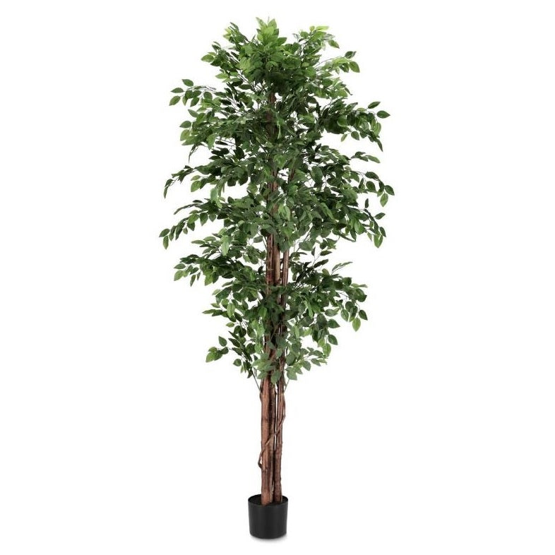 PIANTA FICUS C-VASO 2480FOGLIE H210