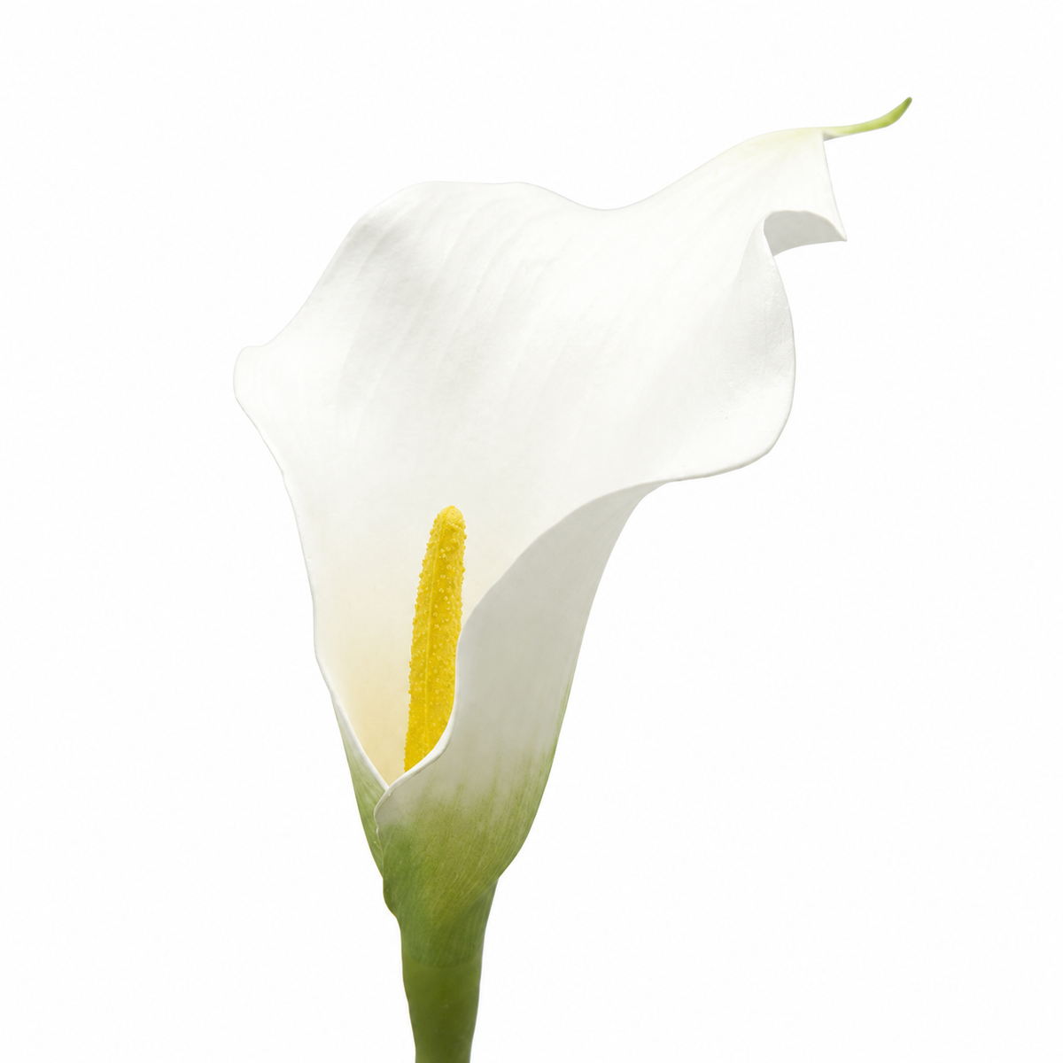 Set 2 Rami di Calla Artificiale Bianca DEA H77 cm Fiori Realistici