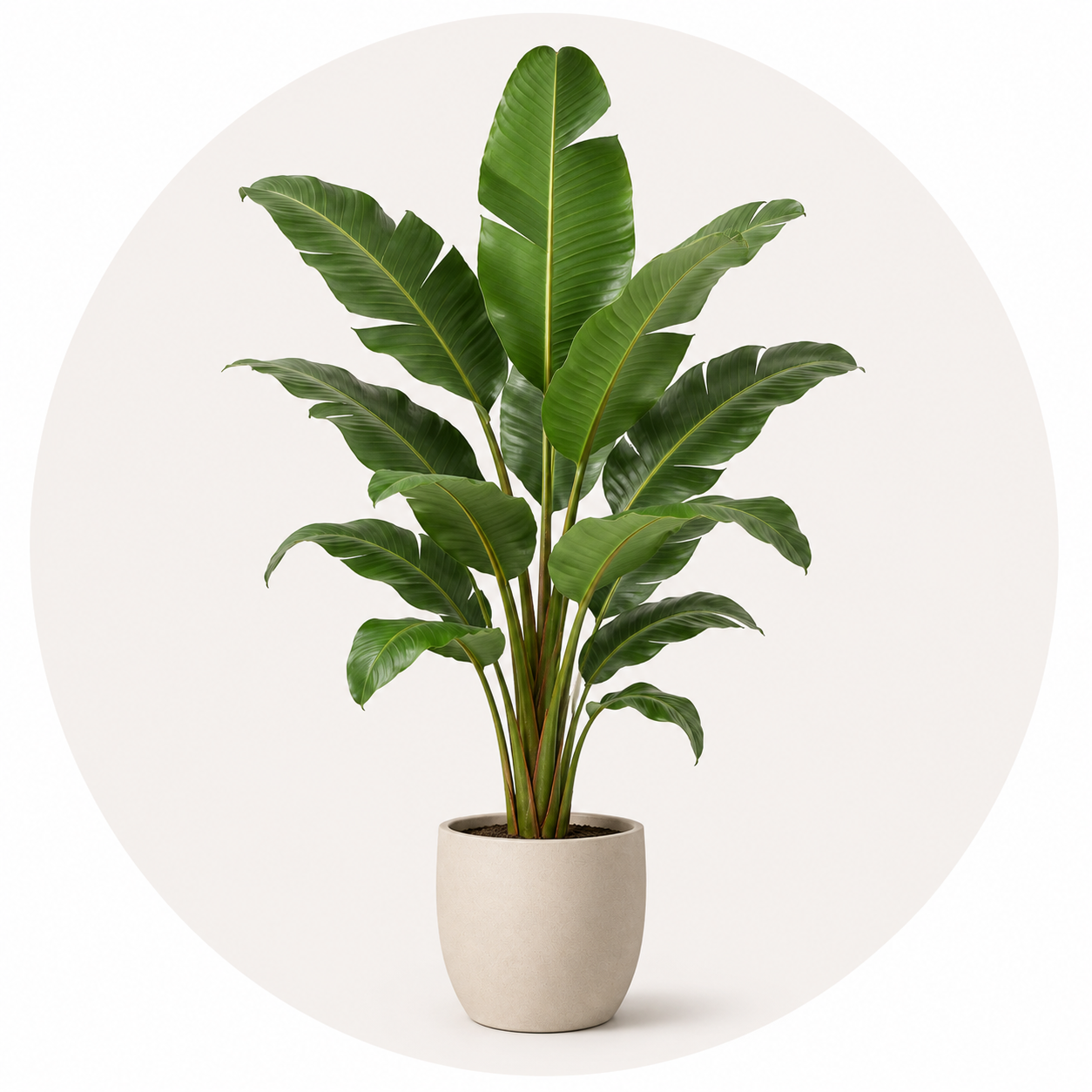 Piante