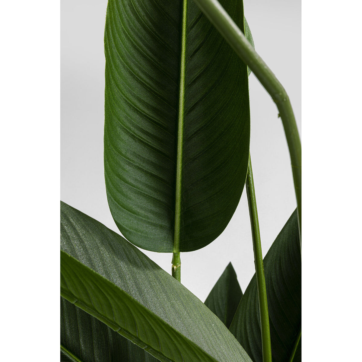 Pianta decorativa Paradise Flowers 190cm