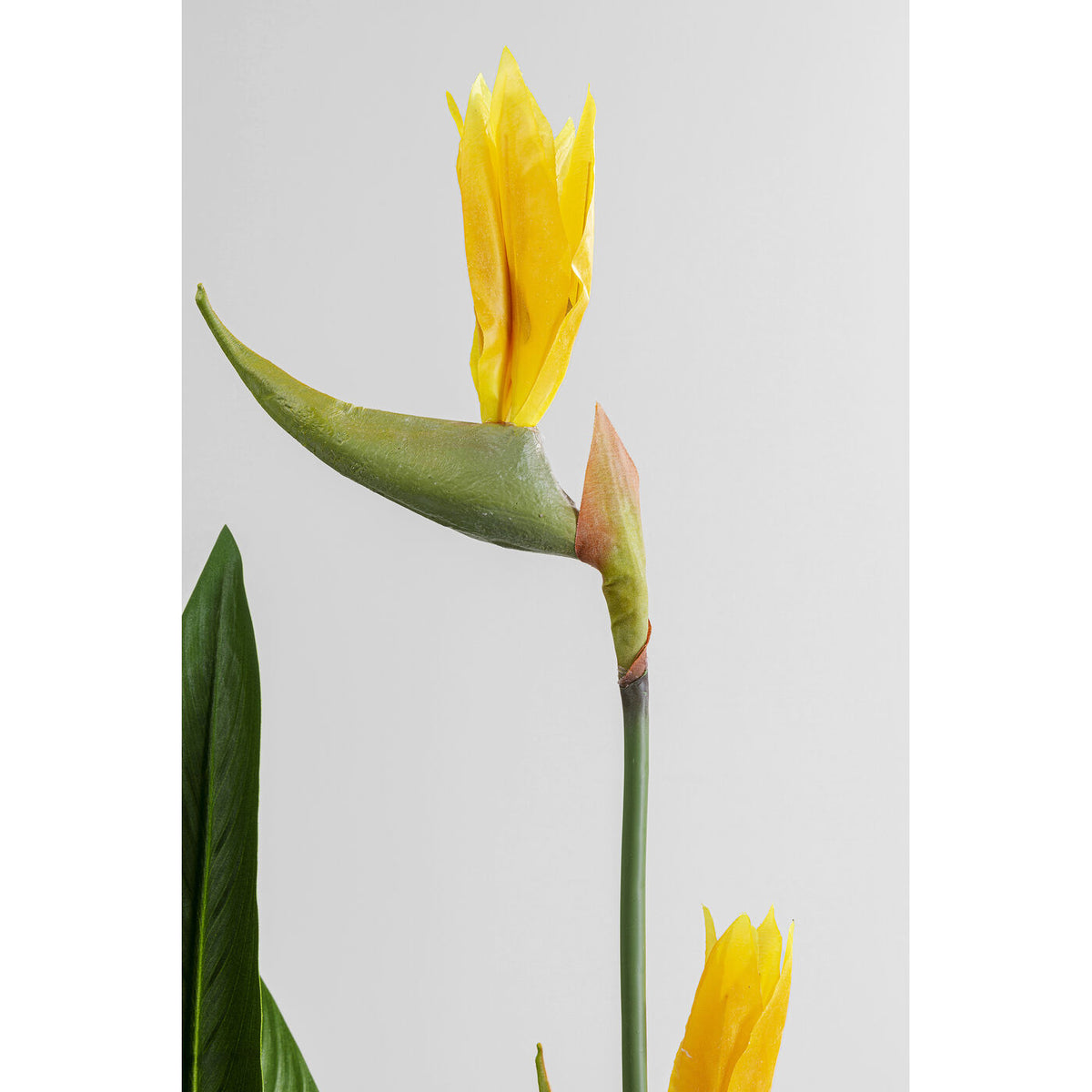 Pianta decorativa Paradise Flowers 190cm