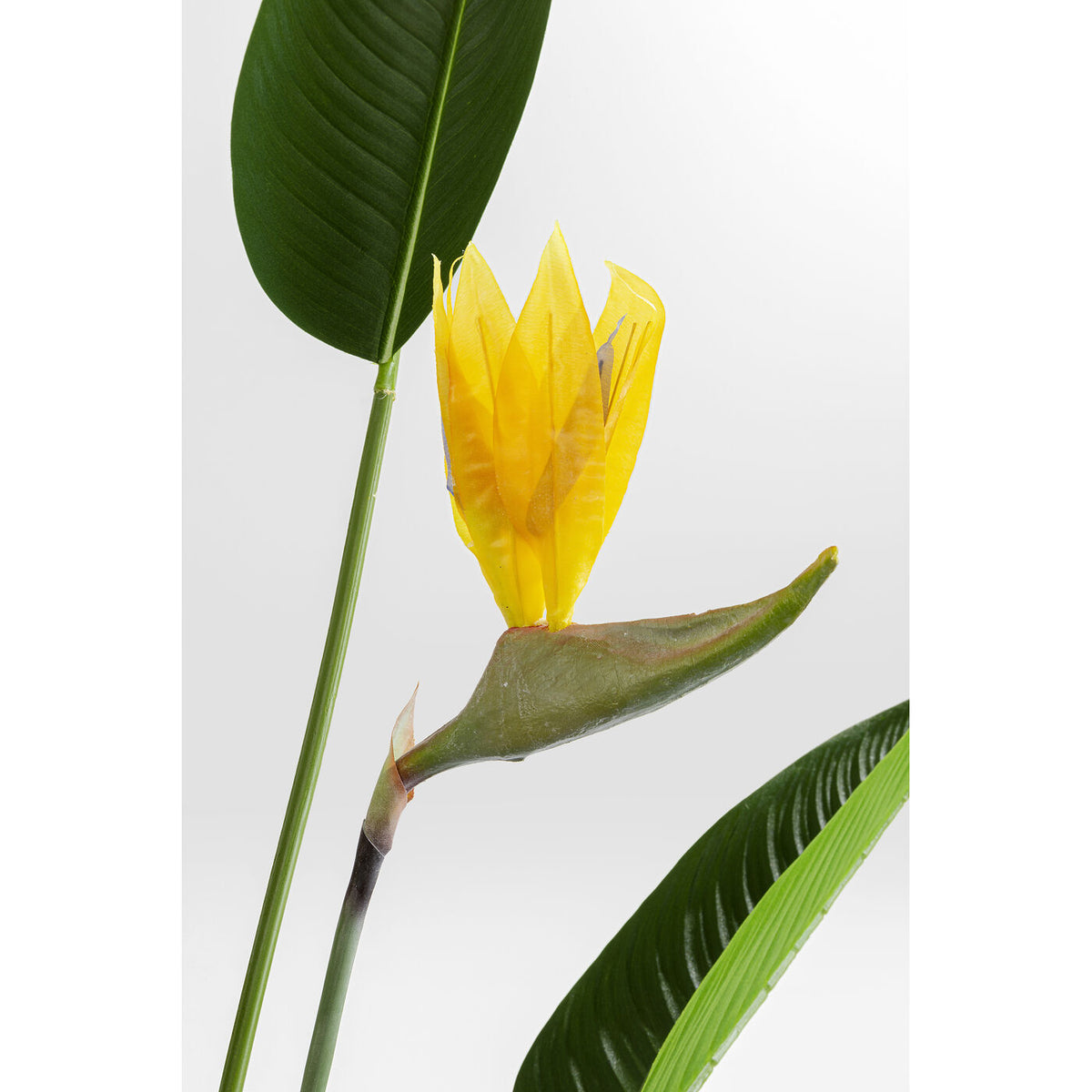 Pianta decorativa Paradise Flowers 190cm