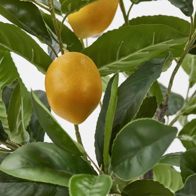 Pianta Artificiale di Limoni Duke con Vaso H 70 cm