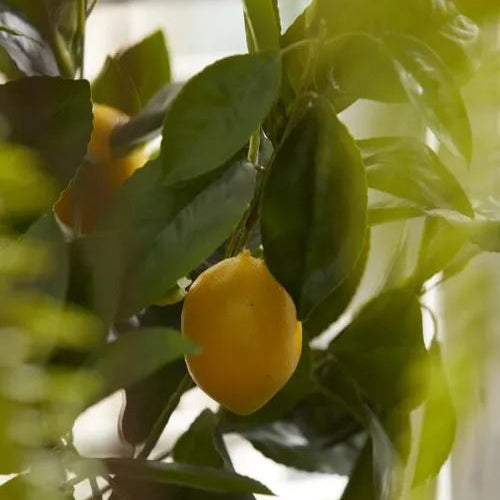 Pianta Artificiale di Limoni Duke con Vaso H 70 cm
